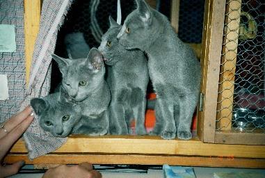 Vrh A - koťátka Ruská modré kočky