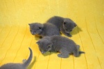 kittens25012015016.jpg