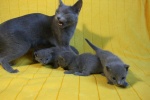 kittens25012015018.jpg